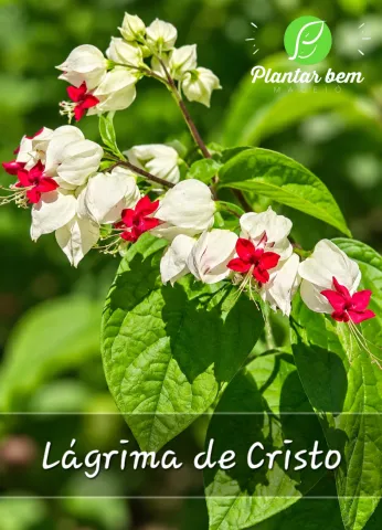 Lagrima de Cristo