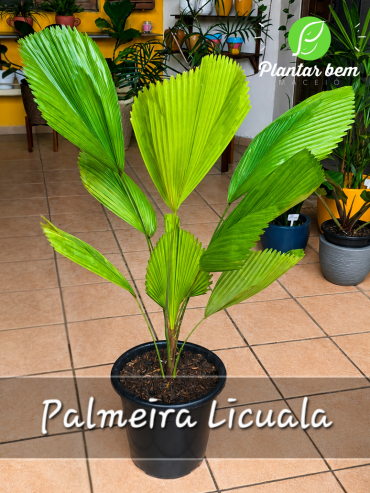 Palmeira Licuala P30