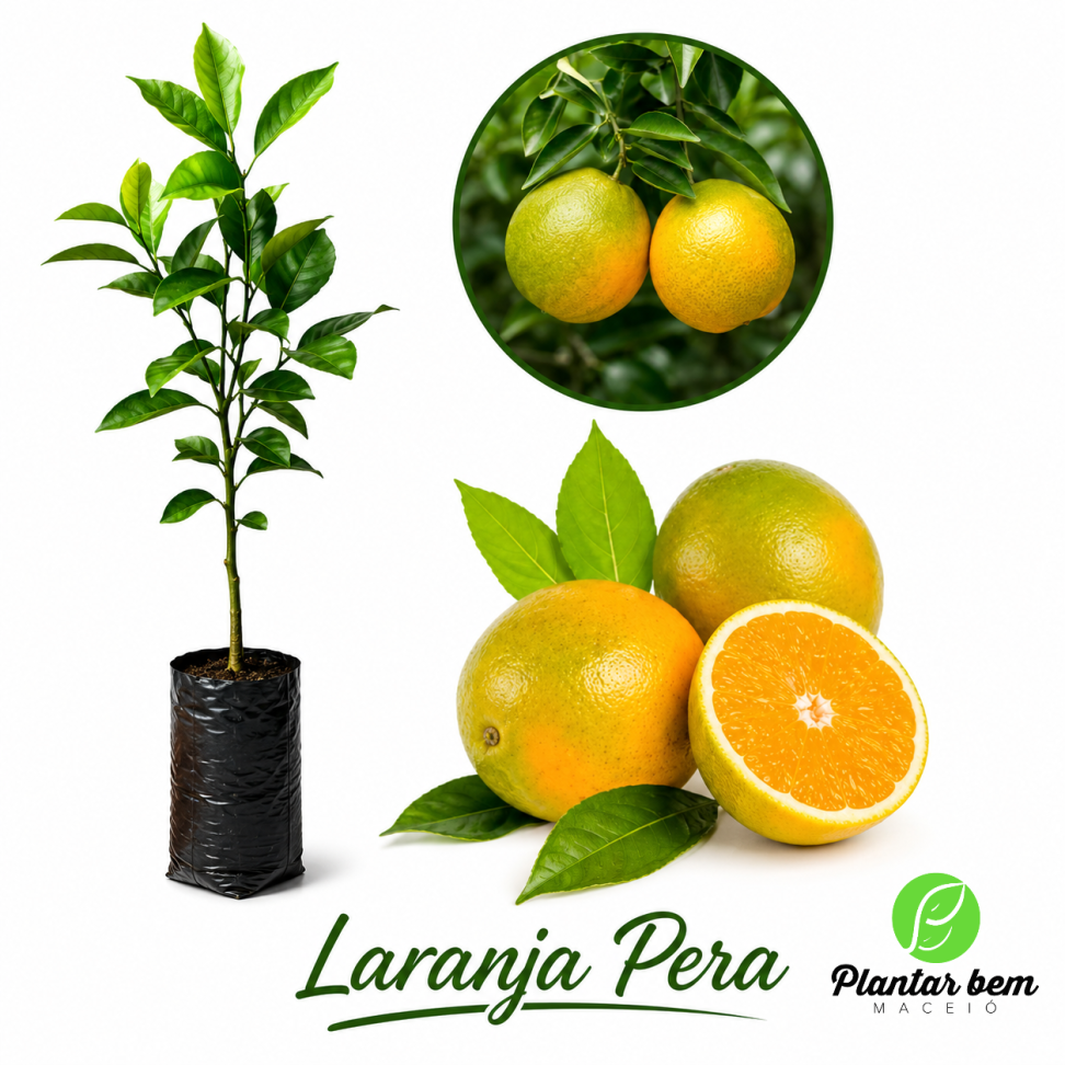 Laranja pera enxertada