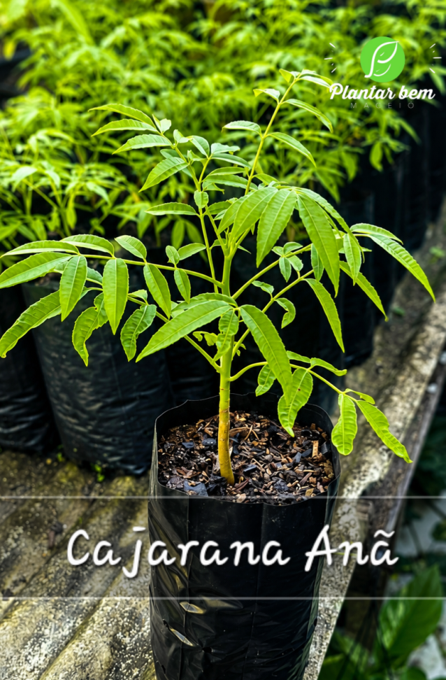 Cajarana anã P