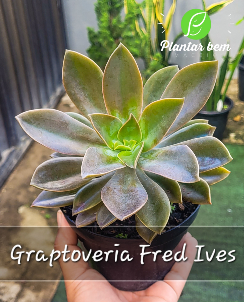 Graptoveria Fred Ives P14 - #2