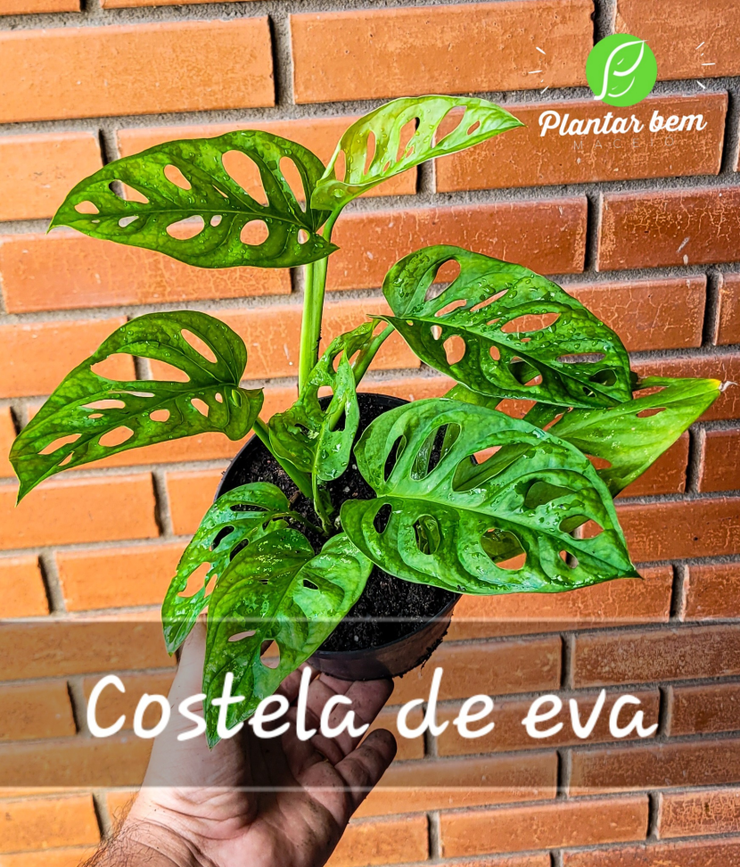 Costela de eva P14