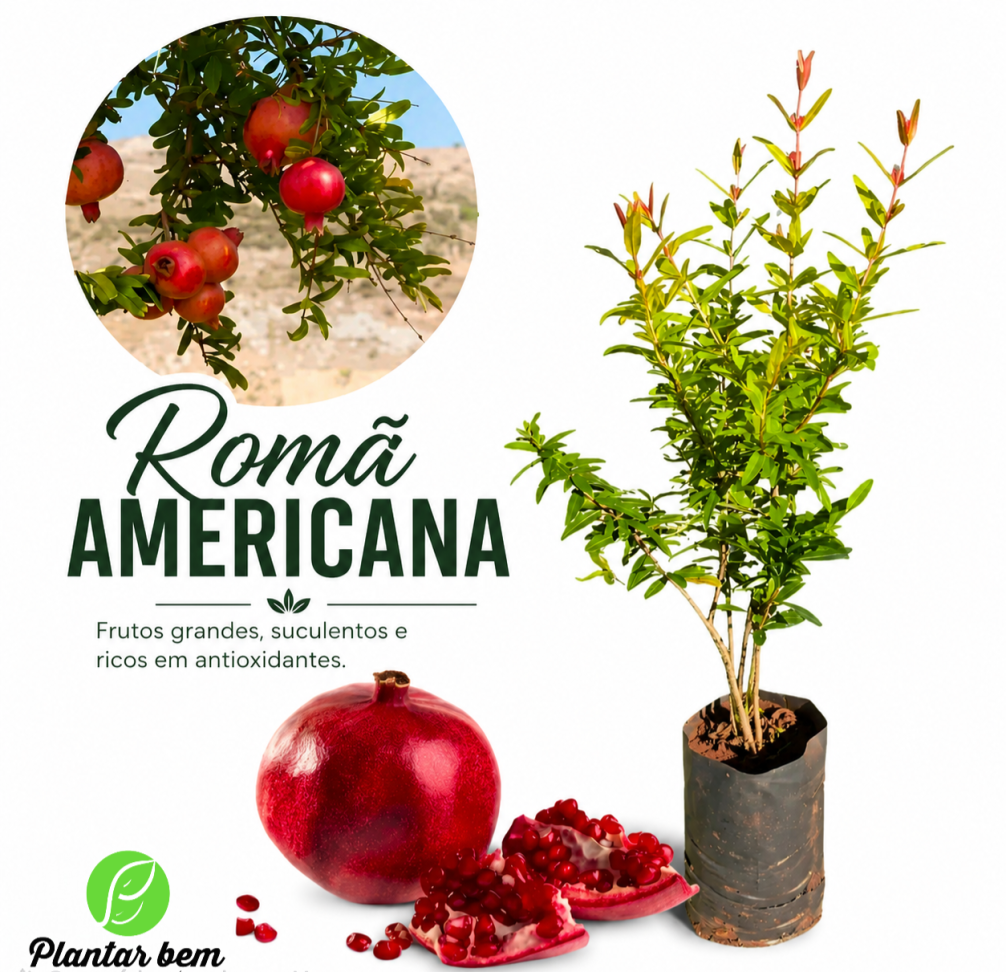 Romã Americana