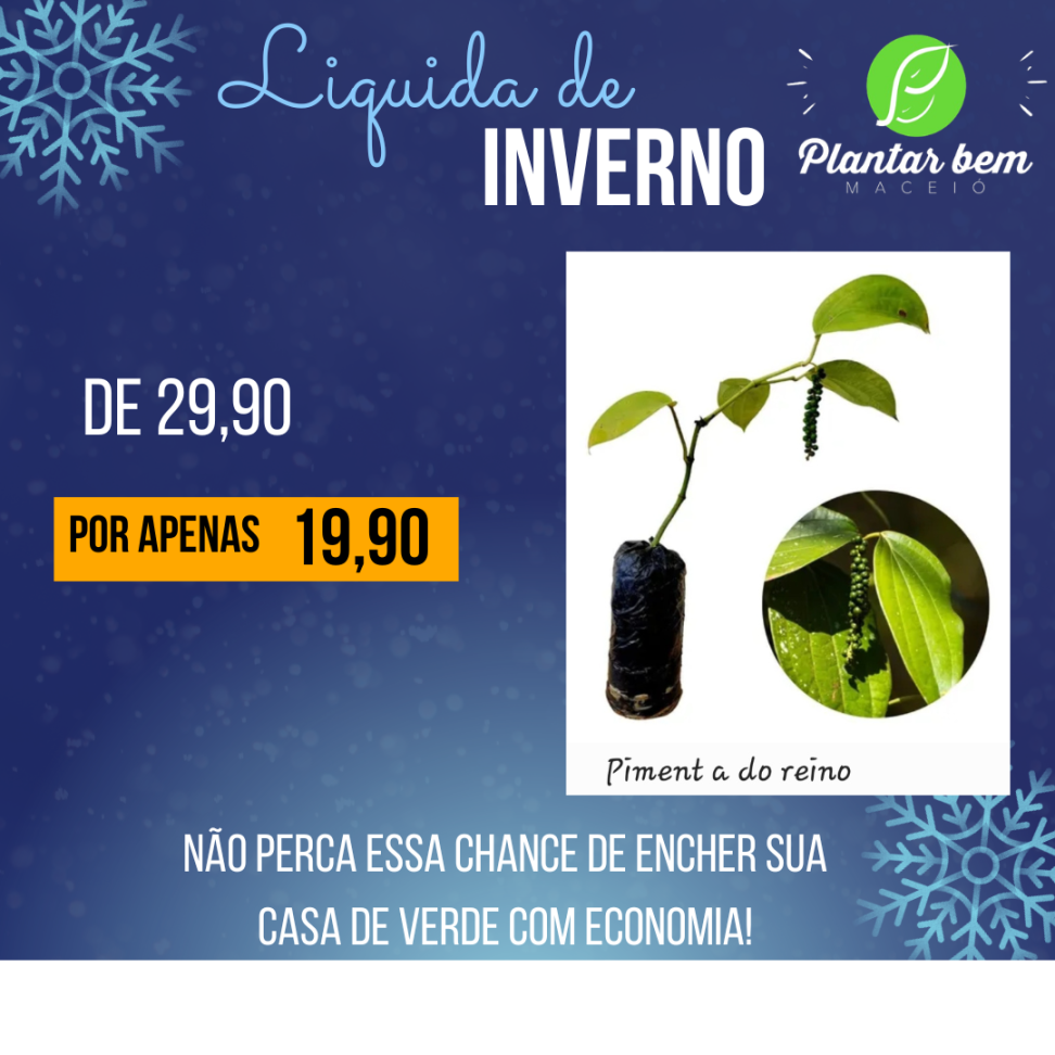 Pimenta do reino - Estaquia