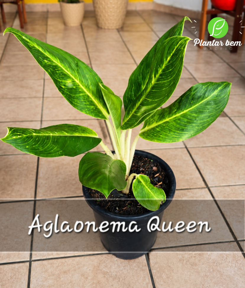 Aglaonema Queen P25