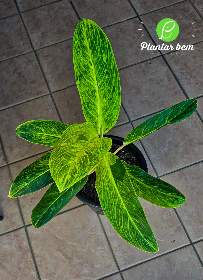 Aglaonema Queen P27 - #2