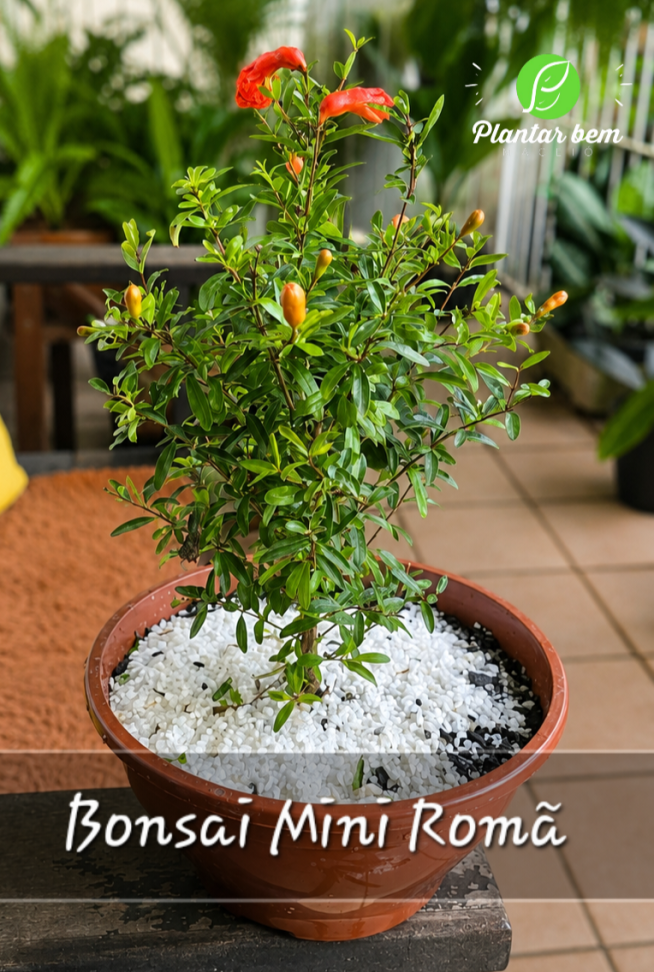 Bonsai Mini Romã C21