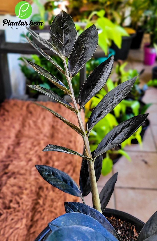 Zamioculca Black P17 - #2