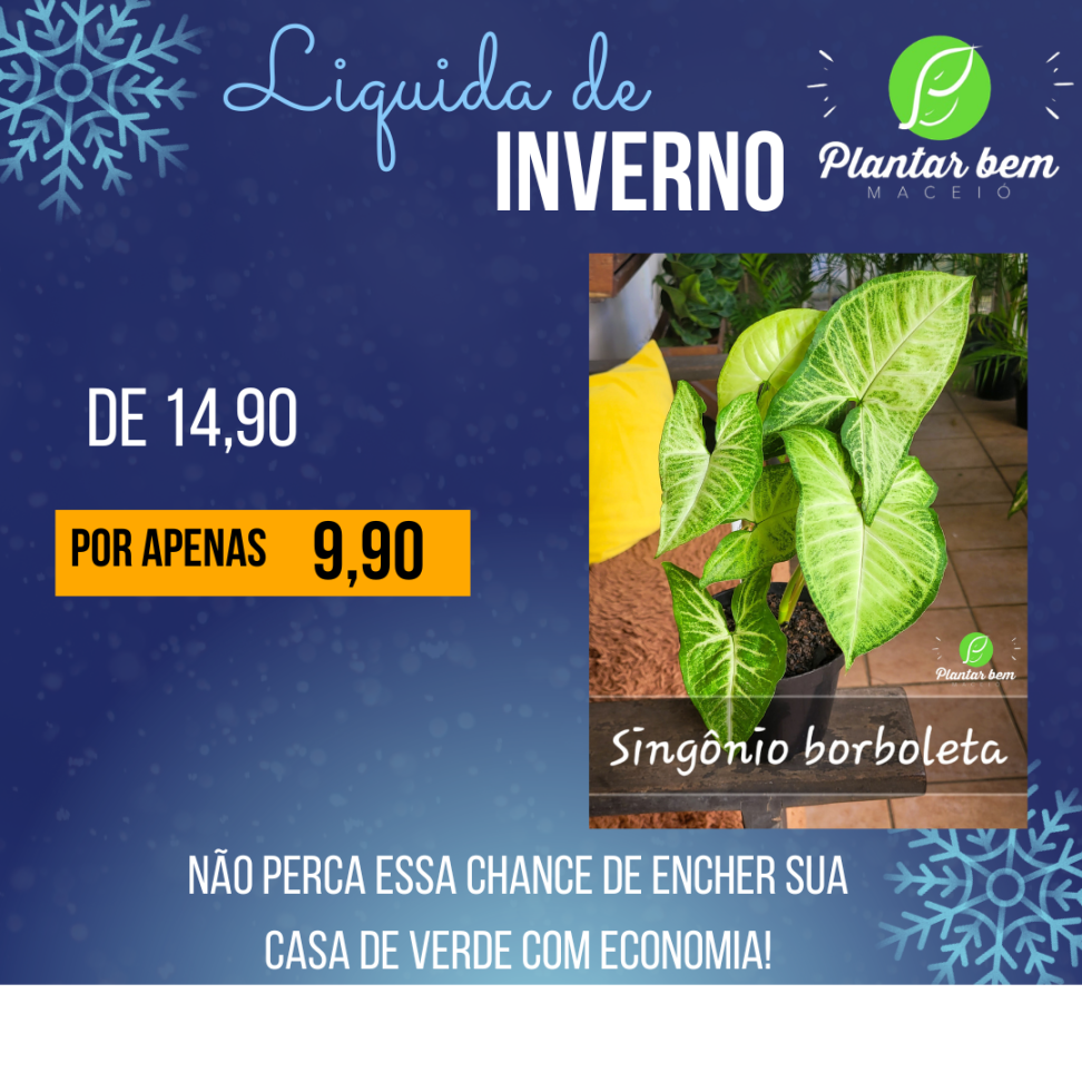 Singônio borboleta P14
