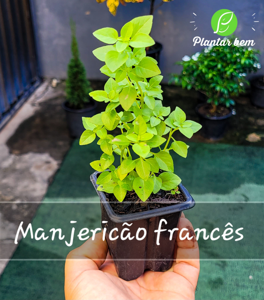 Manjericão francês P09