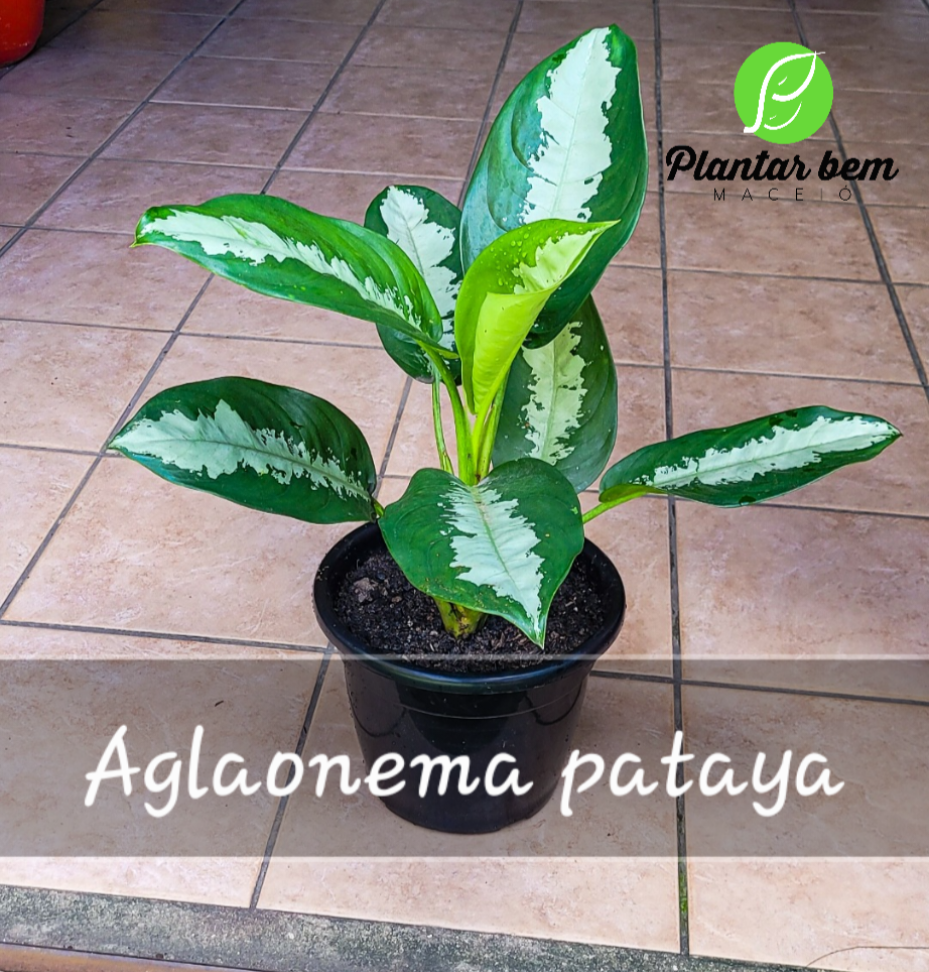 Aglaonema pataya P25 - #2