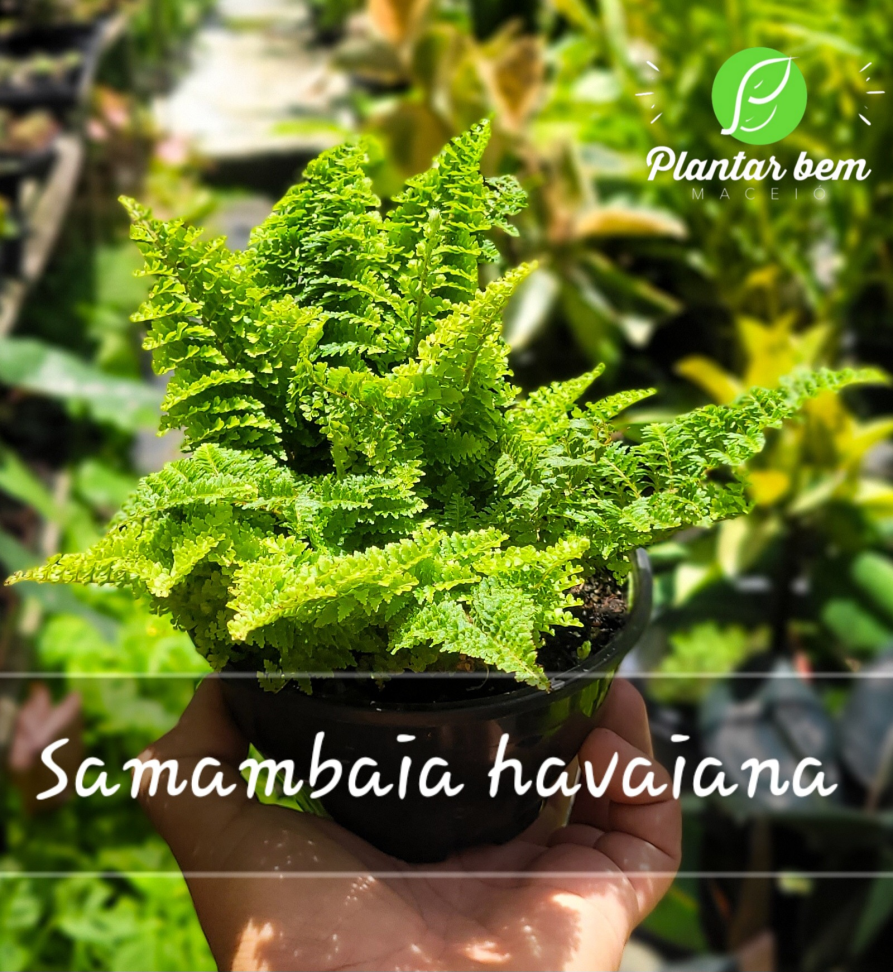Mini samambaia havaiana C13