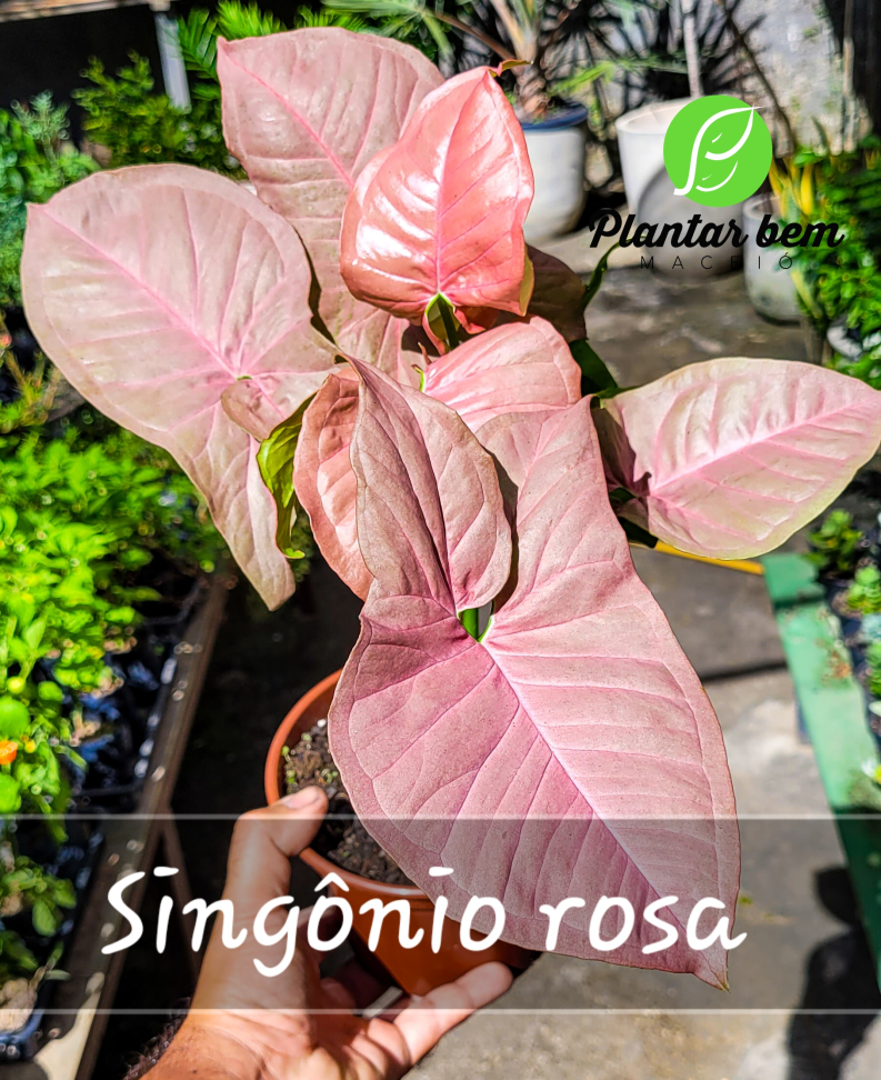 Singônio rosa P14