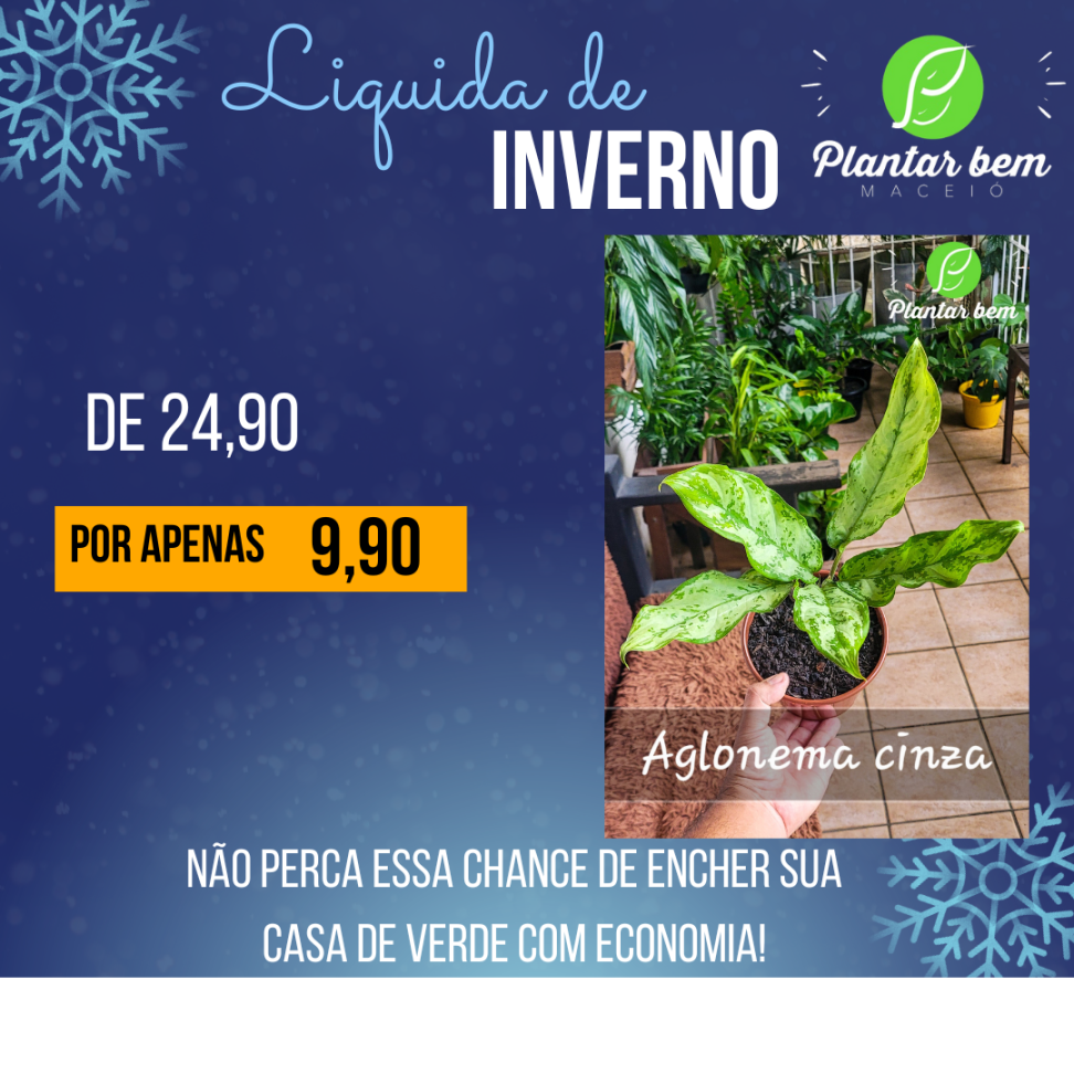 Aglaonema cinza P14