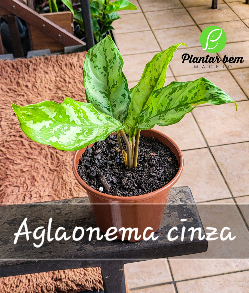 Aglaonema cinza P14