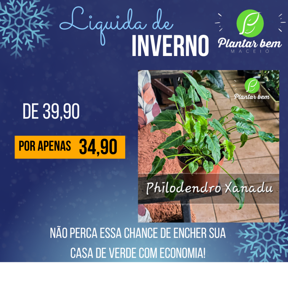 Philodendro Xanadu P17
