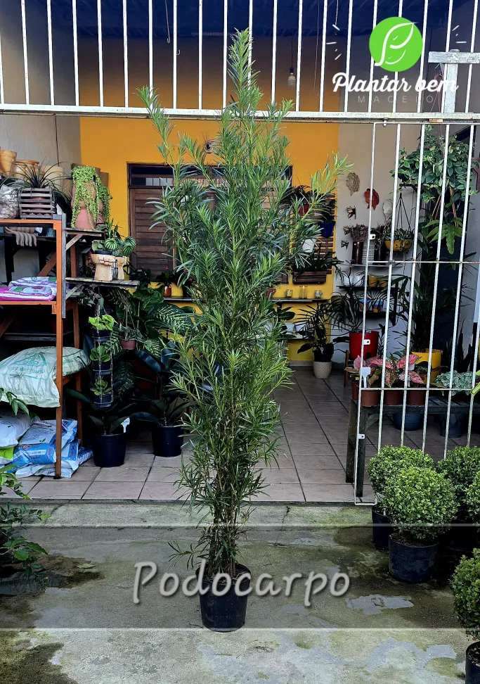 Podocarpo G