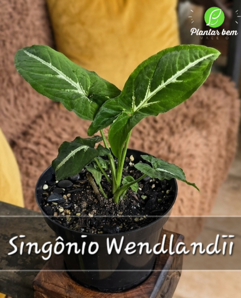 Singônio Wendlandii P14
