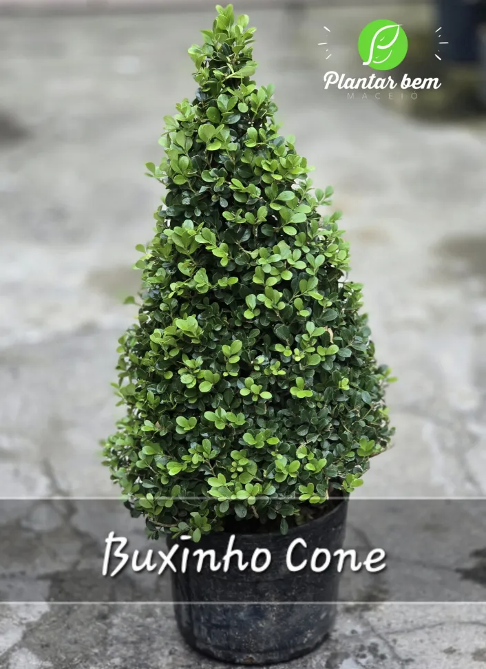 Buxinho Cone
