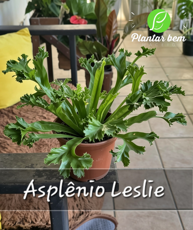 Asplênio Leslie P15