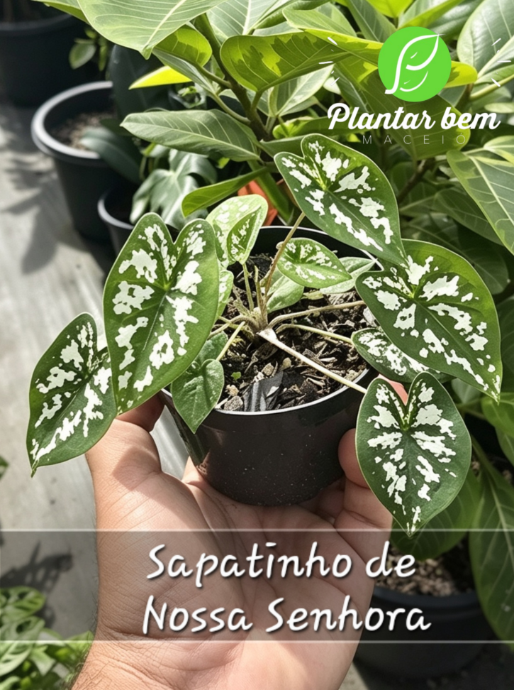 Sapatinho de nossa senhora P11
