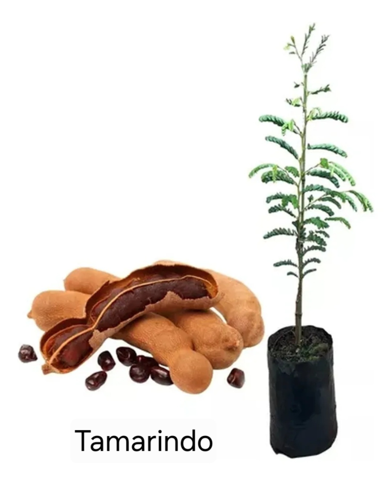 Tamarindo