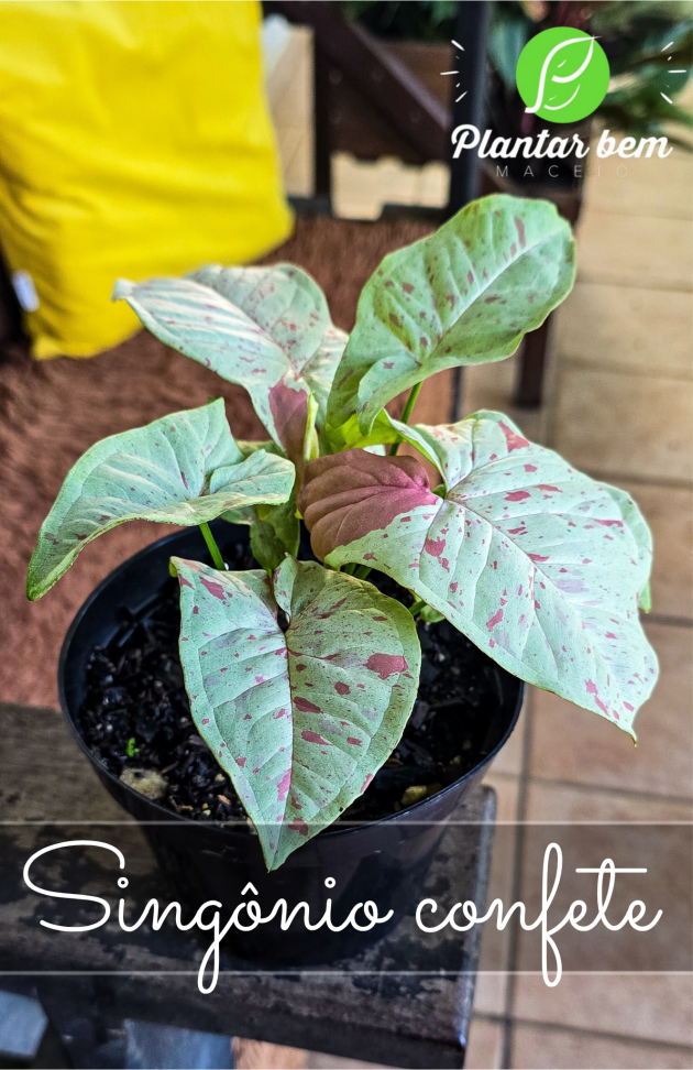 Singônio confete P14 - #2