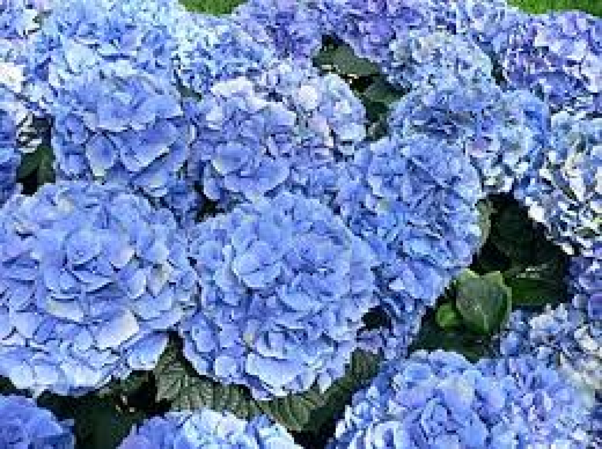Hortênsia