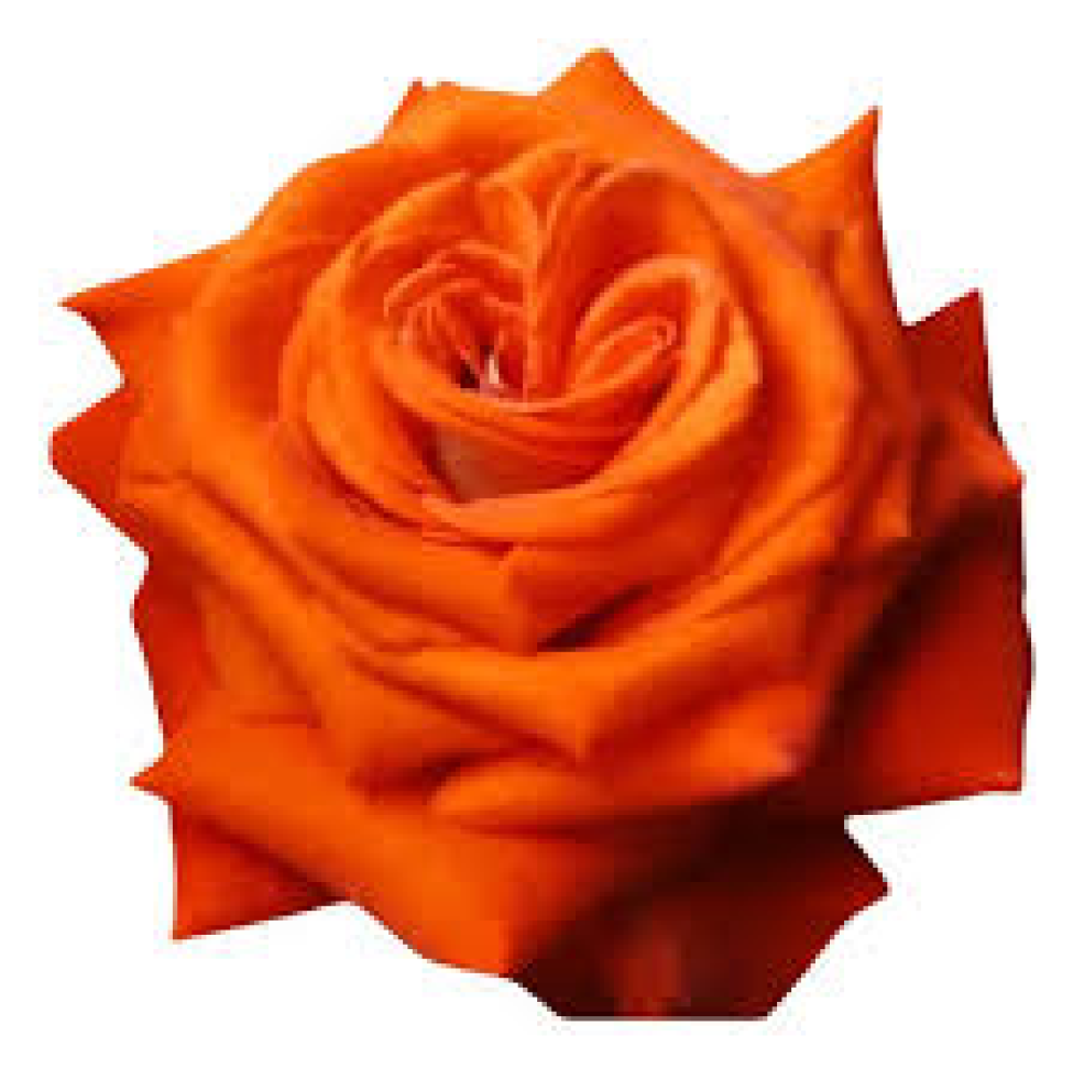 Rosa Laranja