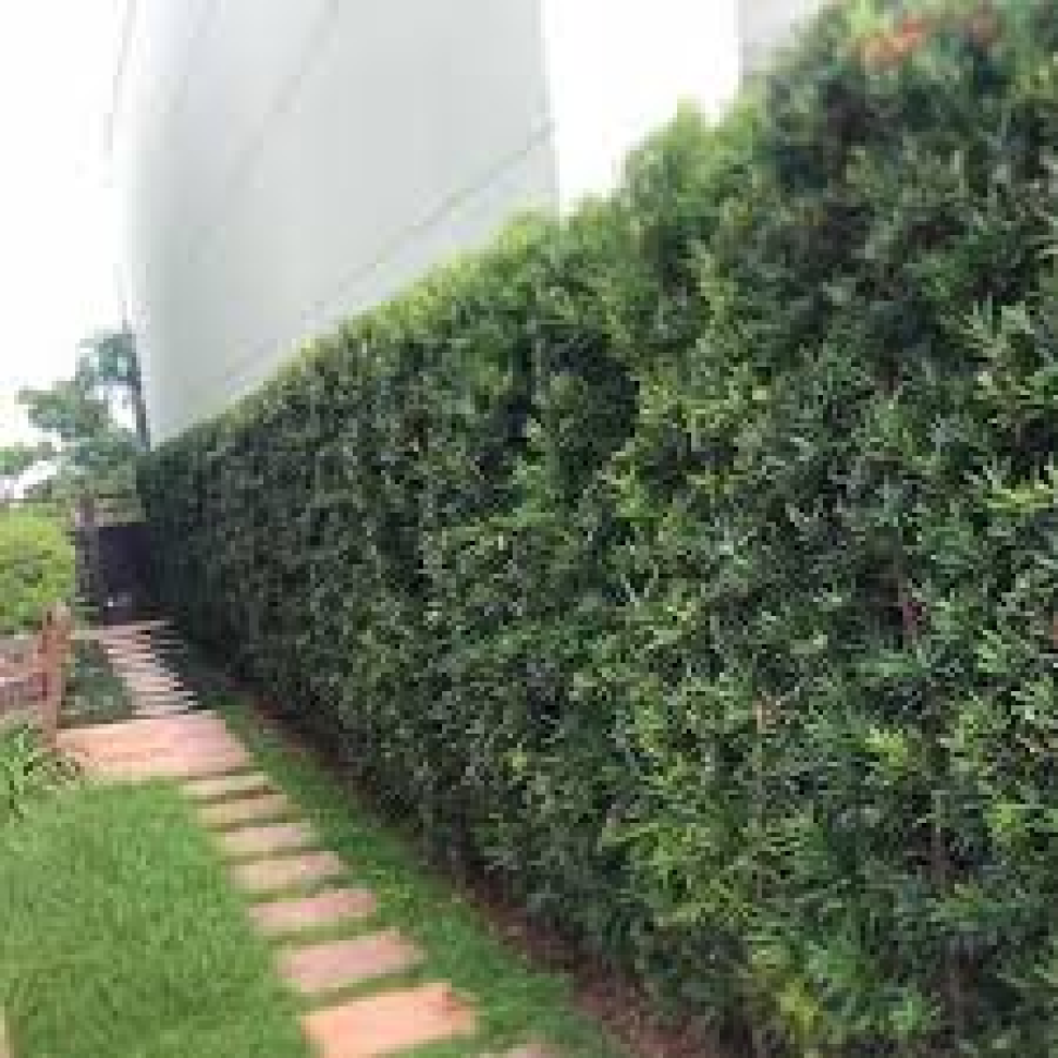 Podocarpo 1,6m