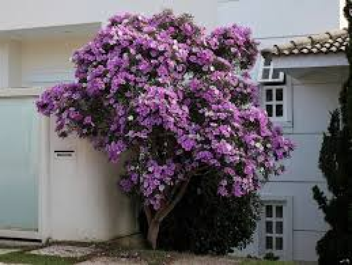 Manaca da Serra