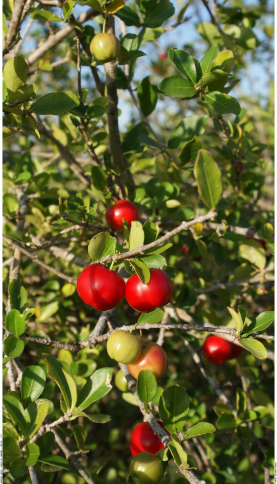 Acerola clonada