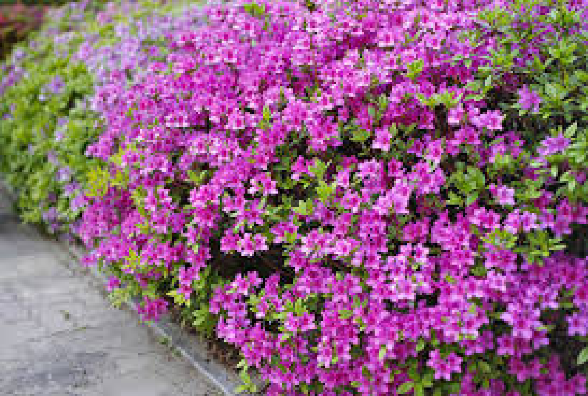 Azaléia cor de Rosa