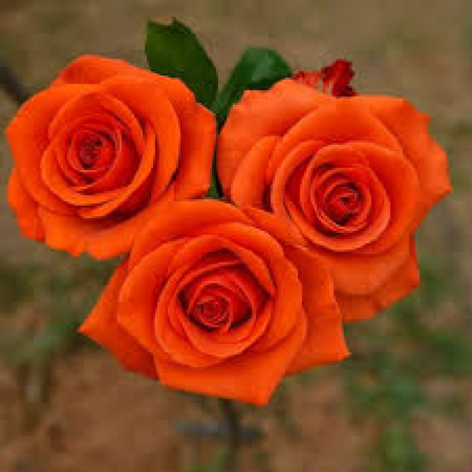 Rosa cor Telha