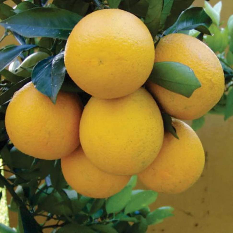 Laranja Iapar 73