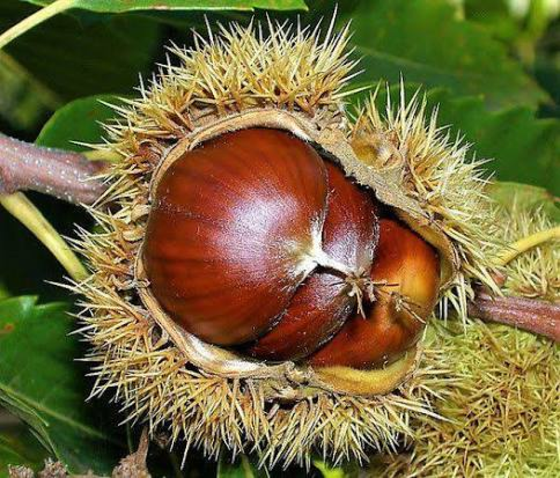 Castanha Portuguesa enxertada