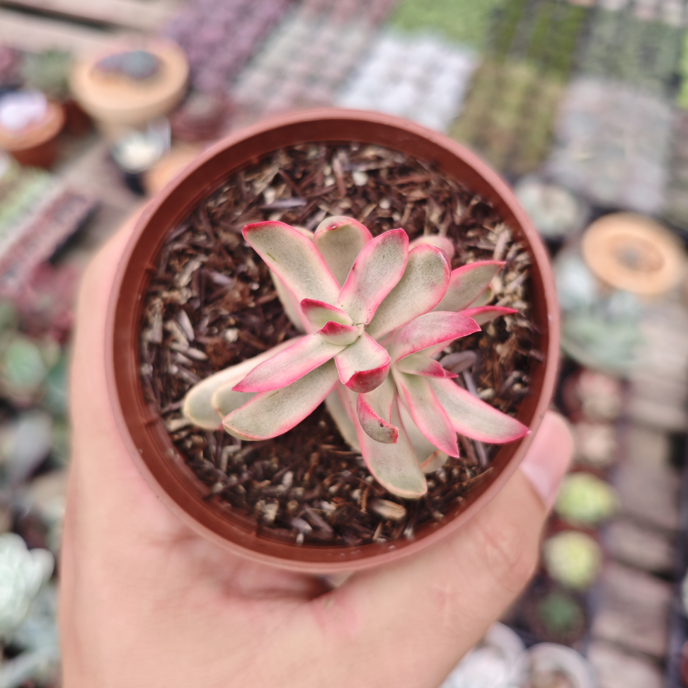 Crassula candy cane variegata - #3