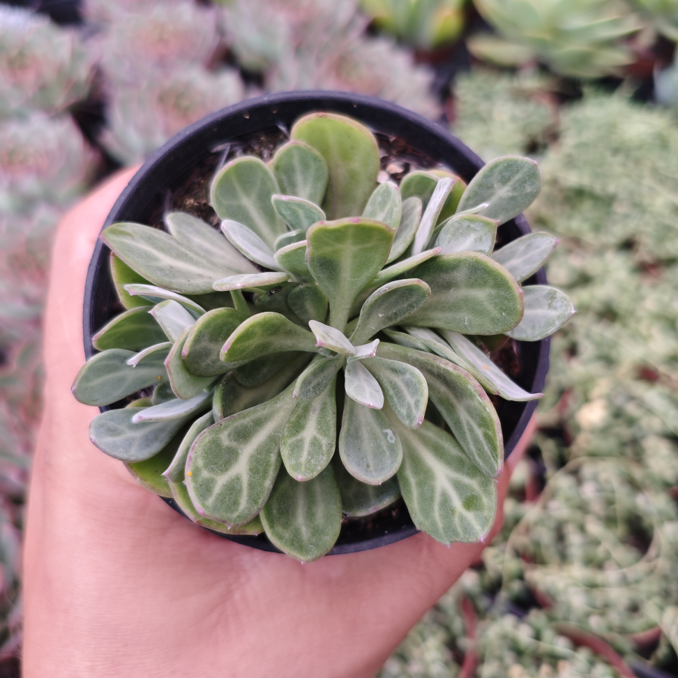 Senecio obovatus - #2