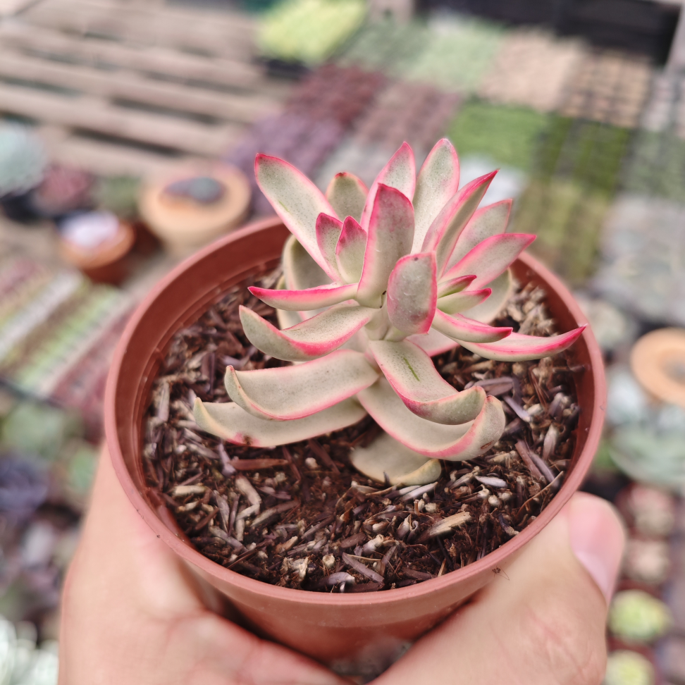 Crassula candy cane variegata - #2