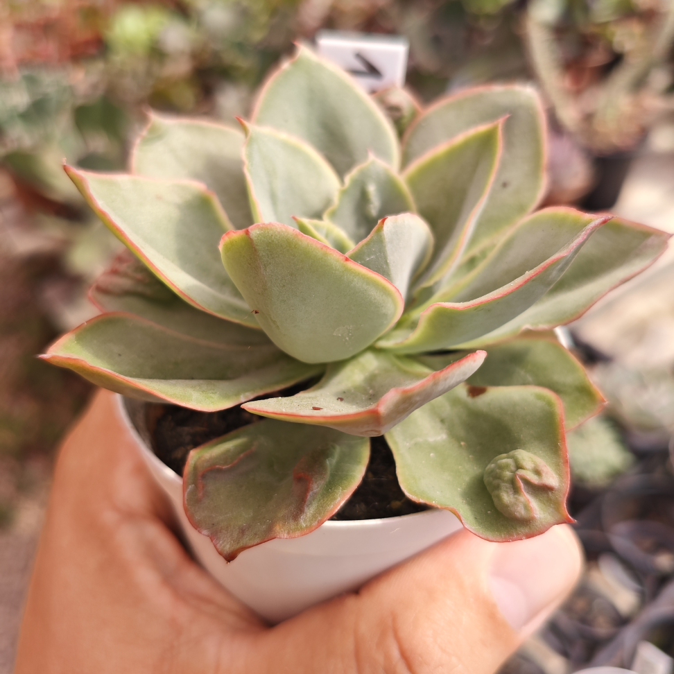 Echeveria Green witch - #2