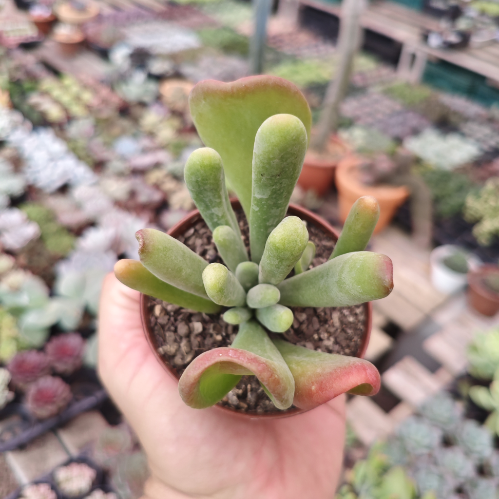 Kalanchoe oricula - #2