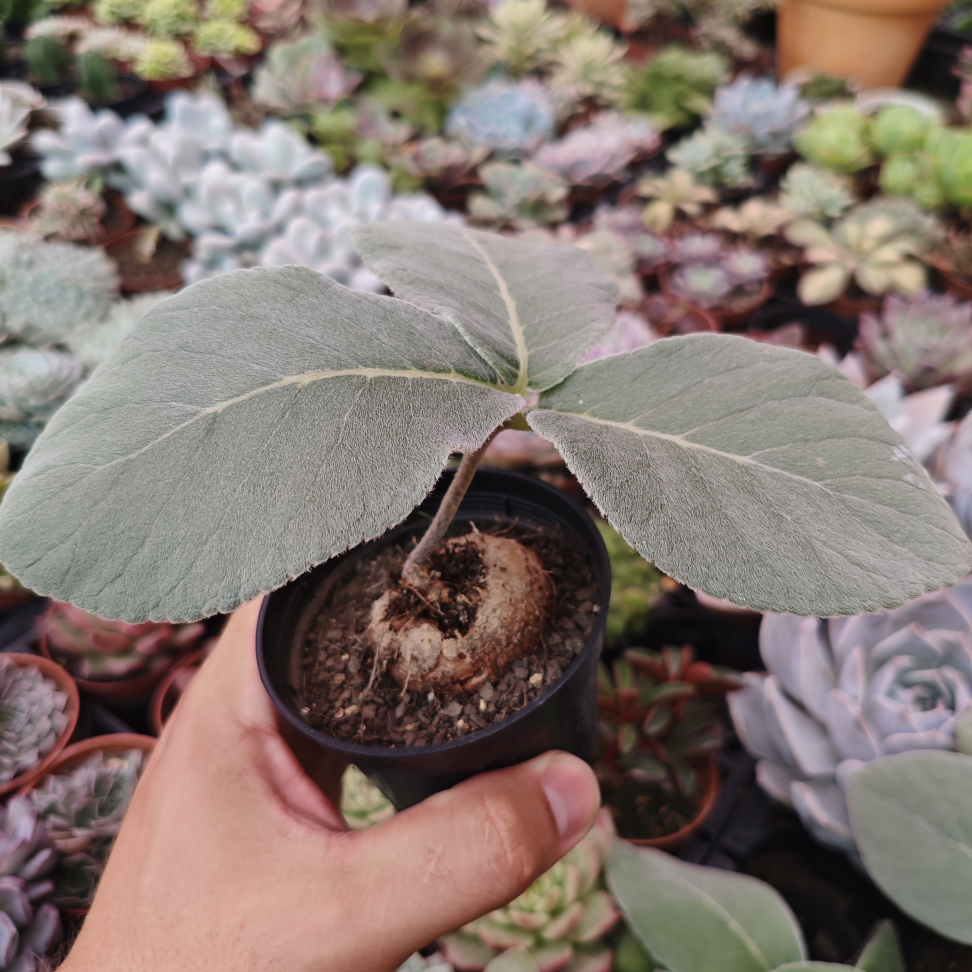 Rainha do abismo - #2