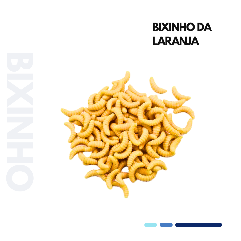 BICHINHO DA LARANJA