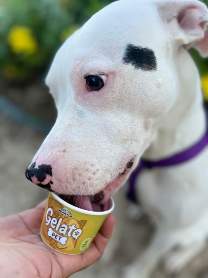 Gelato Pet - #3