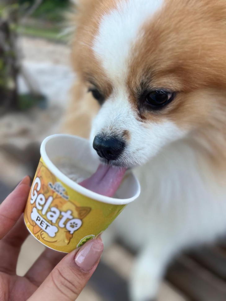 Gelato Pet - #4