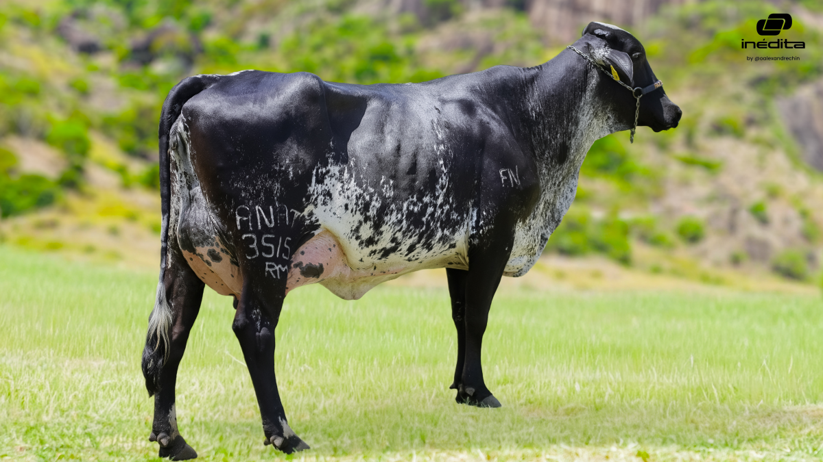 LOTE 1 - VACA - A NATA FIV BETINA VI SOLID GOLD