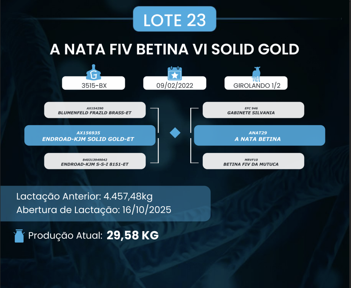 LOTE 1 - VACA - A NATA FIV BETINA VI SOLID GOLD