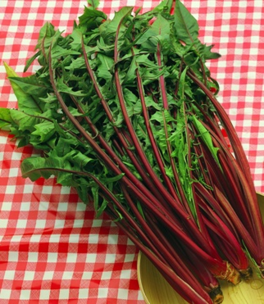 🌿 Catalônia fresca