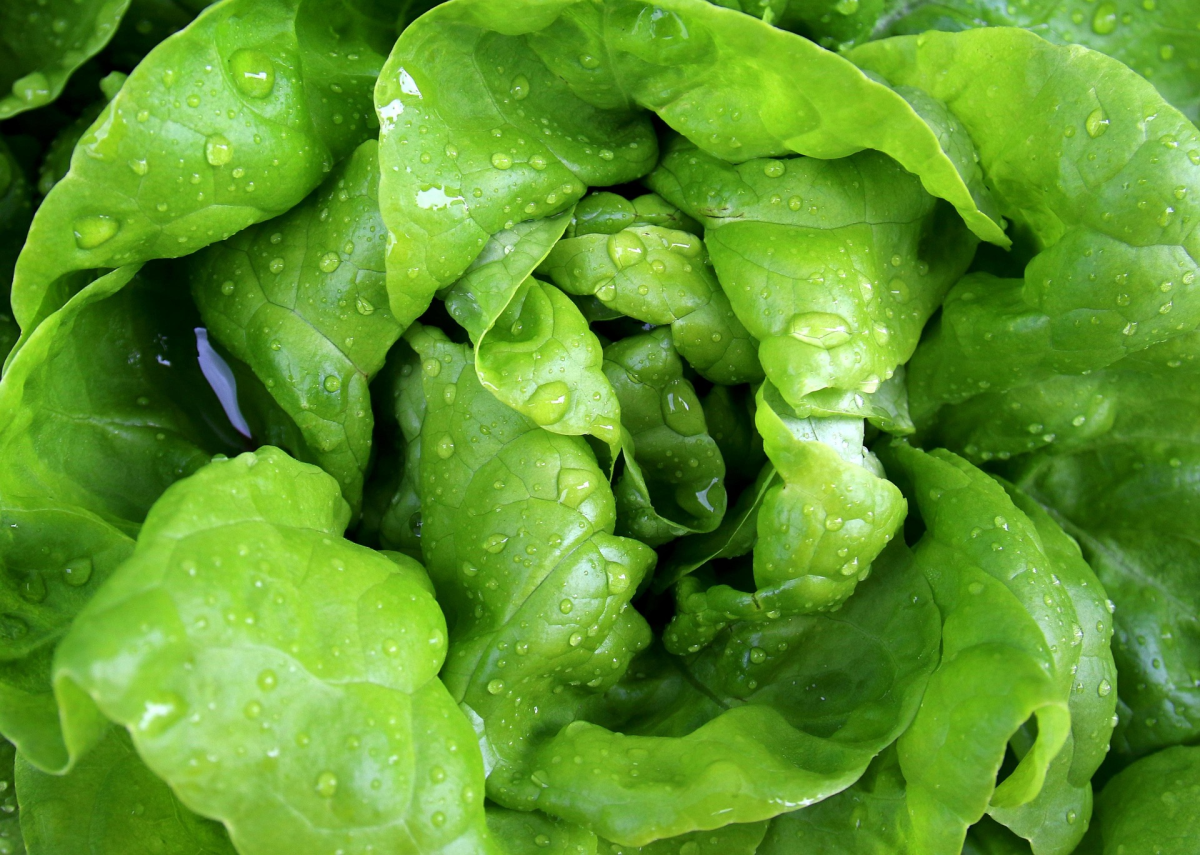 🥬 Alface Lisa Fresca
