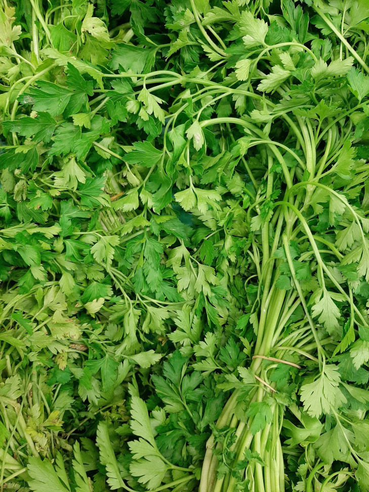 🌿 Salsinha Fresca